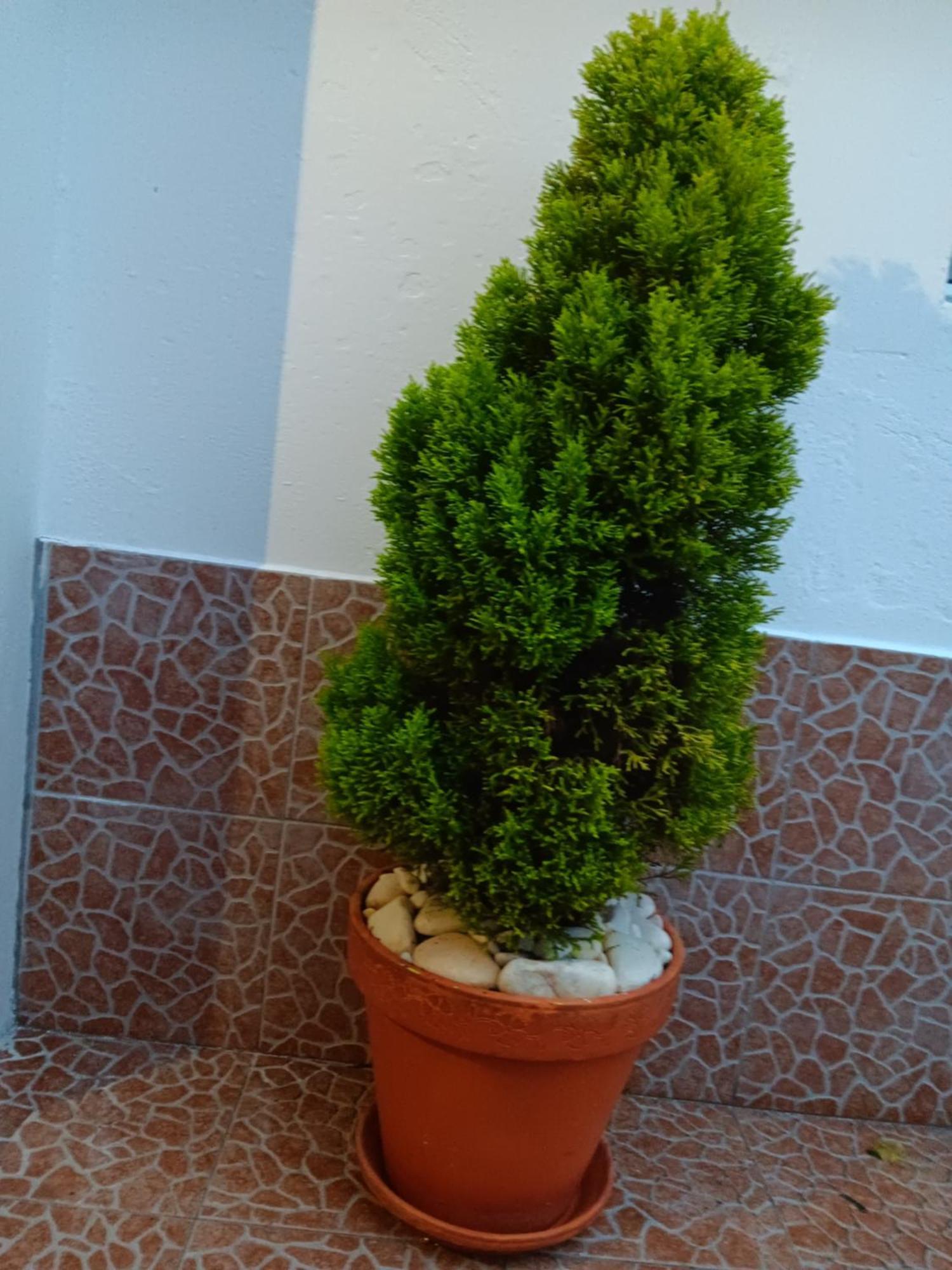 Villa Casa Da Rosarinha Água de Alto Esterno foto